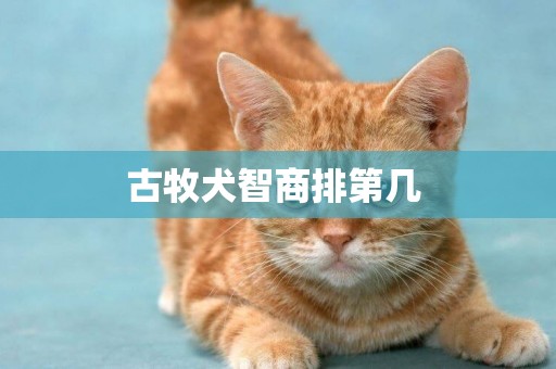 古牧犬智商排第幾 