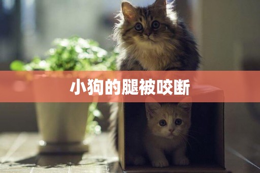 小狗的腿被咬斷