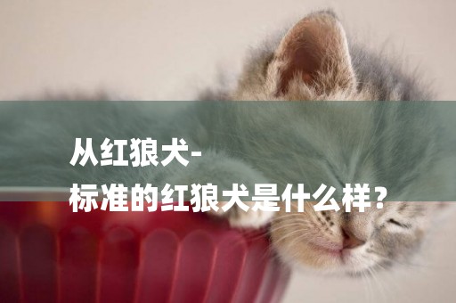 從紅狼犬-
標準的紅狼犬是什么樣？
