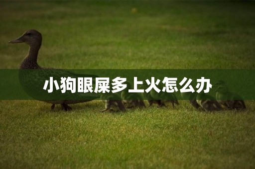 小狗眼屎多上火怎么辦
