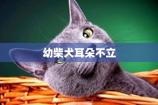幼柴犬耳朵不立