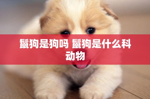 鬣狗是狗嗎 鬣狗是什么科動物