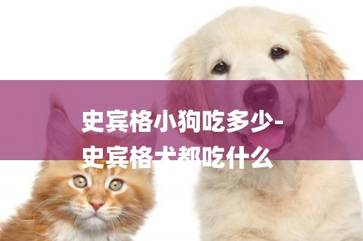 史賓格小狗吃多少-
史賓格犬都吃什么