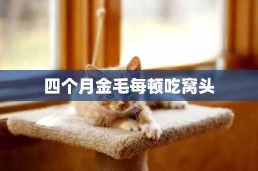 四個月金毛每頓吃窩頭