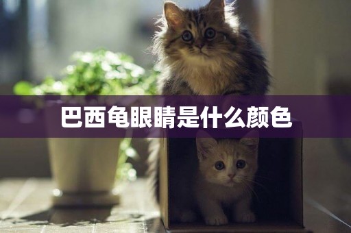 巴西龜眼睛是什么顏色