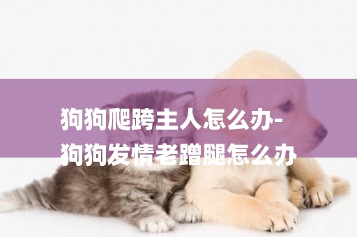 狗狗爬跨主人怎么辦-
狗狗發情老蹭腿怎么辦