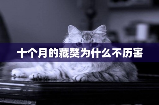 十個月的藏獒為什么不歷害