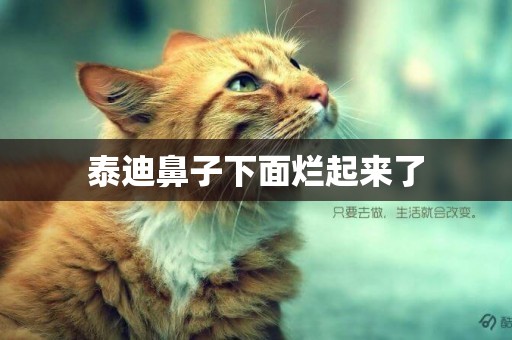 泰迪鼻子下面爛起來了
