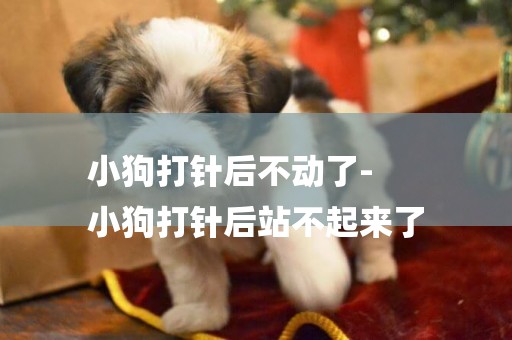 小狗打針后不動了-
小狗打針后站不起來了
