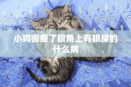 小狗很瘦了眼角上有眼屎的什么病