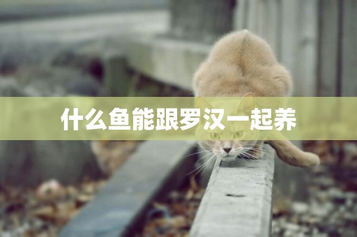 什么魚能跟羅漢一起養