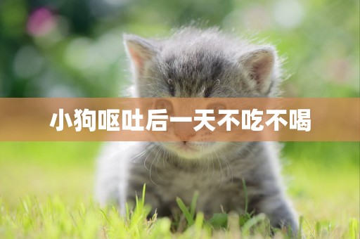 小狗嘔吐后一天不吃不喝