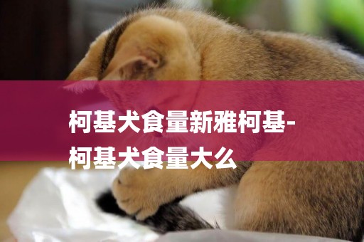 柯基犬食量新雅柯基-
柯基犬食量大么