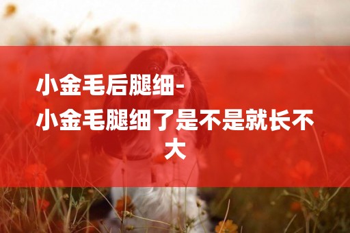 小金毛后腿細-
小金毛腿細了是不是就長不大
