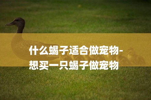 什么蝎子適合做寵物-
想買一只蝎子做寵物