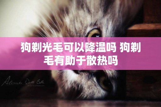 狗剃光毛可以降溫嗎 狗剃毛有助于散熱嗎