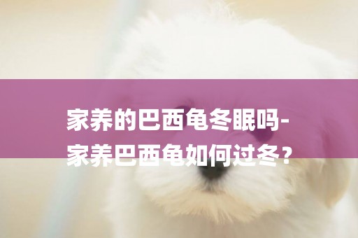 家養的巴西龜冬眠嗎-
家養巴西龜如何過冬？