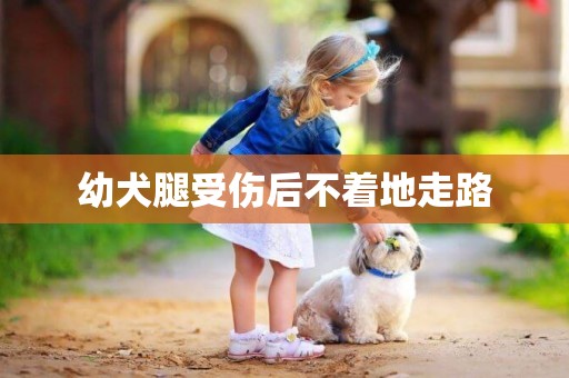 幼犬腿受傷后不著地走路