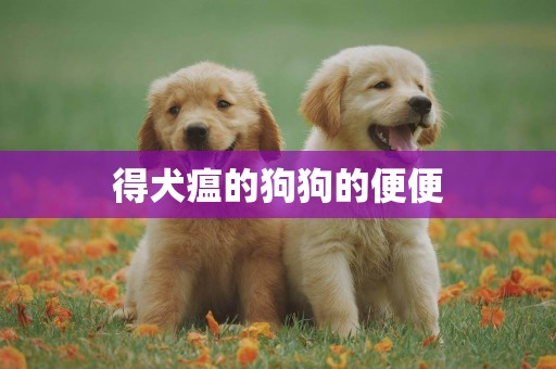 得犬瘟的狗狗的便便