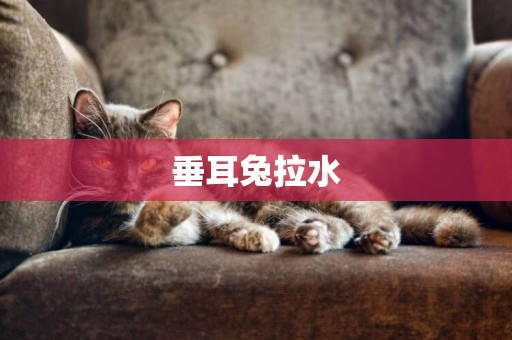 垂耳兔拉水