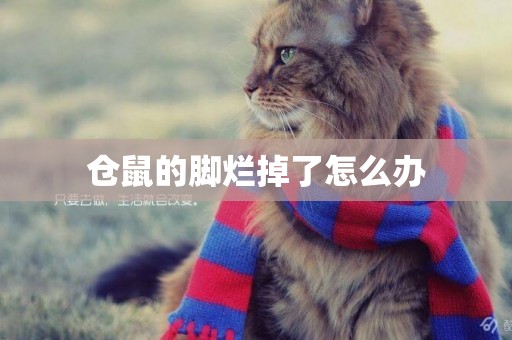 倉鼠的腳爛掉了怎么辦