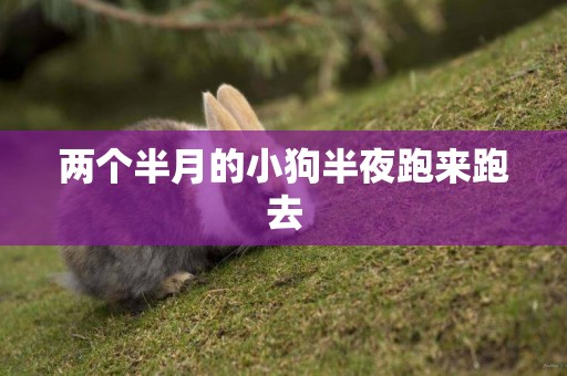 兩個半月的小狗半夜跑來跑去