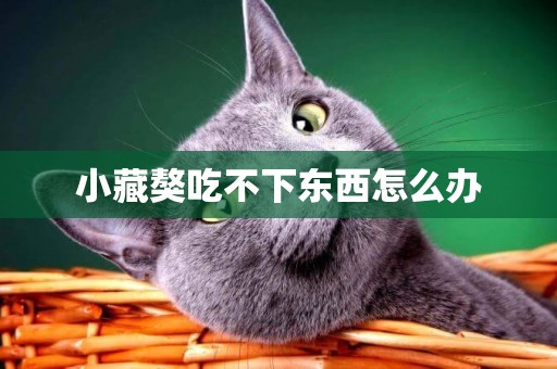 小藏獒吃不下東西怎么辦