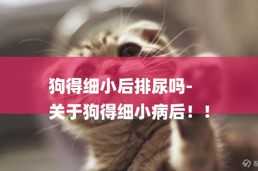 狗得細小后排尿嗎-
關于狗得細小病后！！