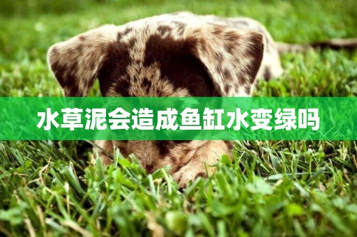 水草泥會造成魚缸水變綠嗎