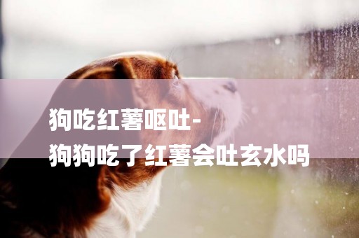 狗吃紅薯嘔吐-
狗狗吃了紅薯會吐玄水嗎