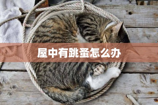 屋中有跳蚤怎么辦