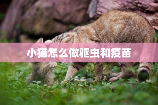 小貓怎么做驅蟲和疫苗
