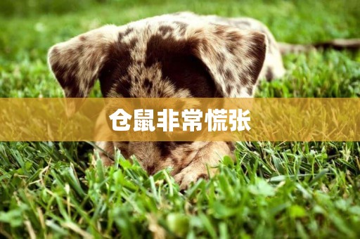 倉鼠非常慌張