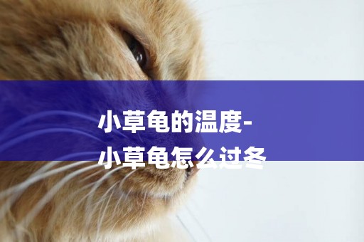 小草龜的溫度-
小草龜怎么過冬