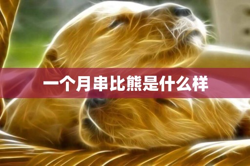 一個月串比熊是什么樣
