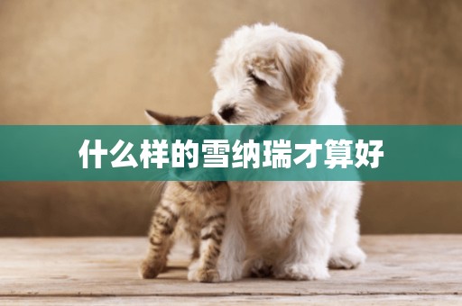 什么樣的雪納瑞才算好