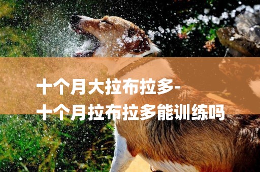 十個月大拉布拉多-
十個月拉布拉多能訓練嗎