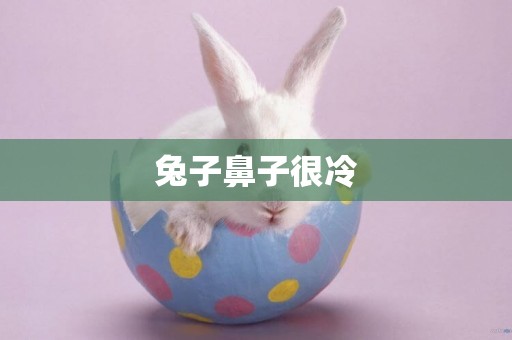 兔子鼻子很冷