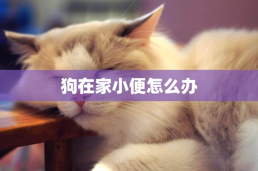 狗在家小便怎么辦