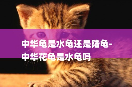 中華龜是水龜還是陸龜-
中華花龜是水龜嗎