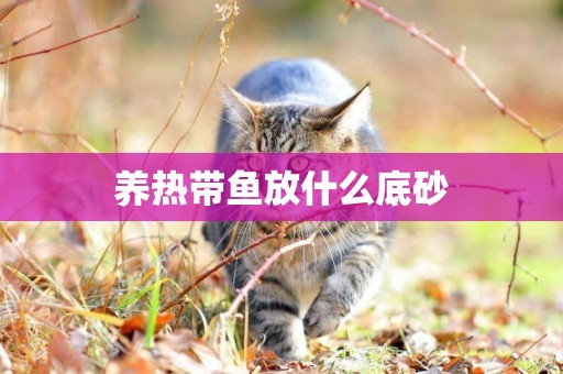 養熱帶魚放什么底砂