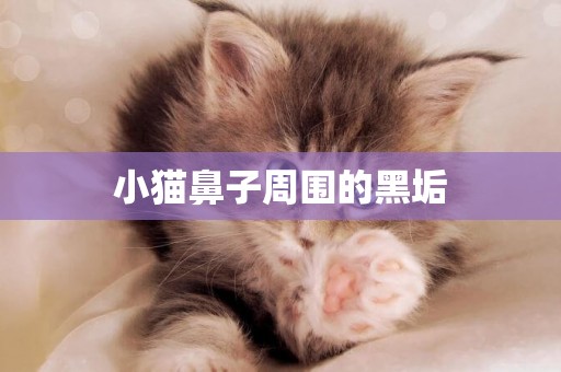 小貓鼻子周圍的黑垢