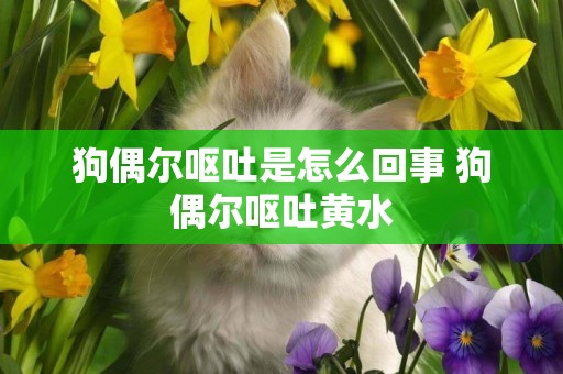 狗偶爾嘔吐是怎么回事 狗偶爾嘔吐黃水