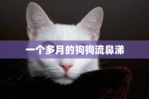 一個多月的狗狗流鼻涕
