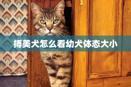 搏美犬怎么看幼犬體態大小