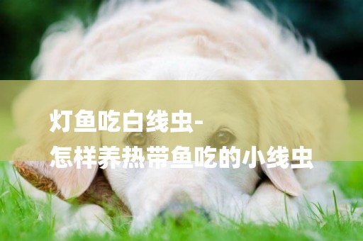 燈魚吃白線蟲-
怎樣養熱帶魚吃的小線蟲