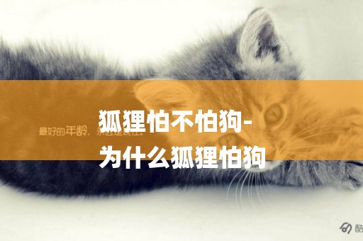 狐貍怕不怕狗-
為什么狐貍怕狗