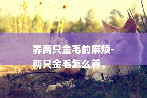 養兩只金毛的麻煩-
兩只金毛怎么養。