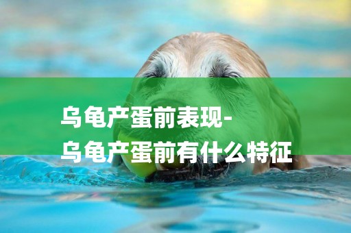 烏龜產蛋前表現-
烏龜產蛋前有什么特征