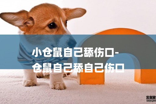小倉鼠自己舔傷口-
倉鼠自己舔自己傷口